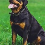 DOG BITES OFF ONDO VARSITY STUDENT’S PRIVATE PARTS