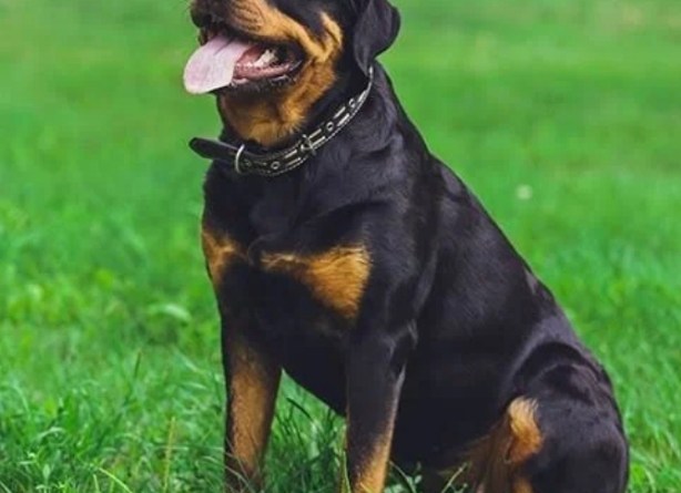DOG BITES OFF ONDO VARSITY STUDENT’S PRIVATE PARTS